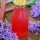Lilac Rhubarb Syrup